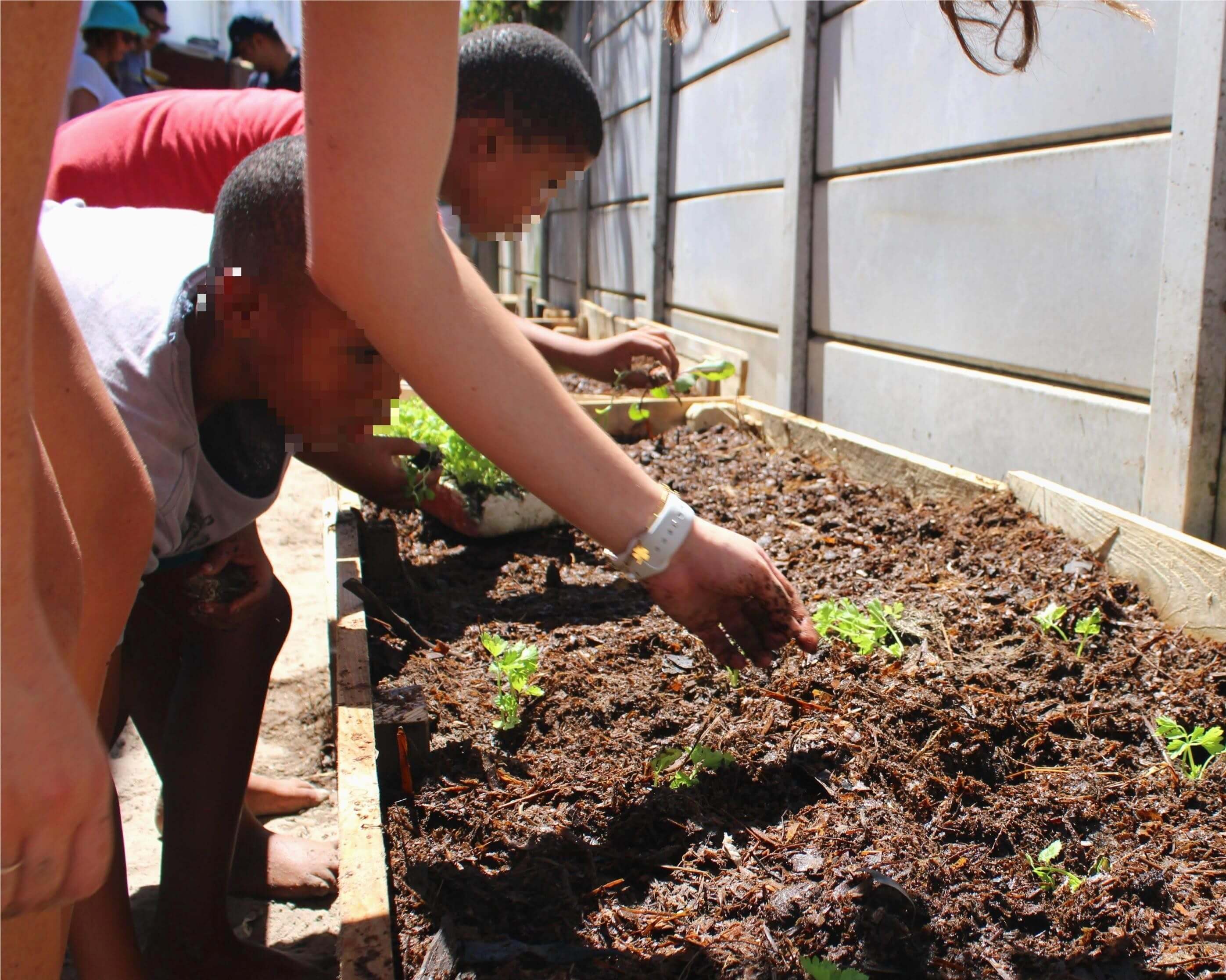 Young people planting vegetables in a garden